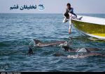 جزیره هنگام