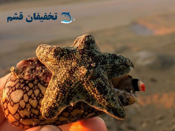 گشت جزیره هنگام - Image 14